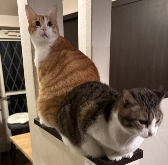 猫2匹が背中合わせに並んでいる