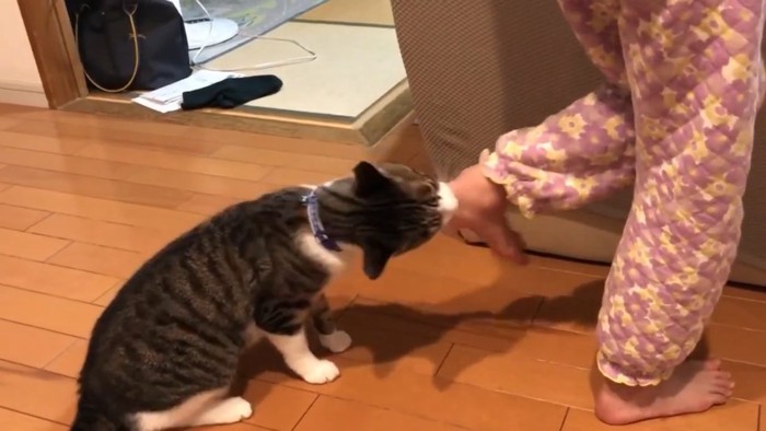 踵に噛みつく猫