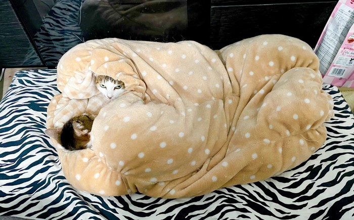 布団にくるまる2頭の猫