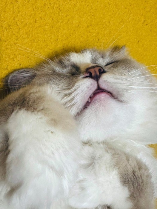 猫の寝顔