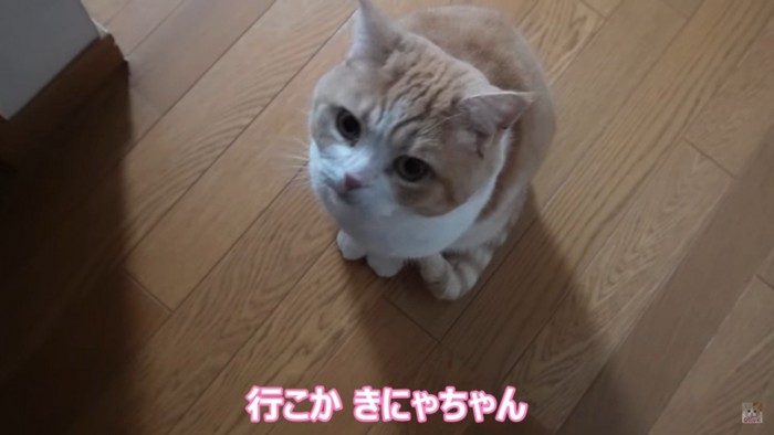 廊下にいる猫