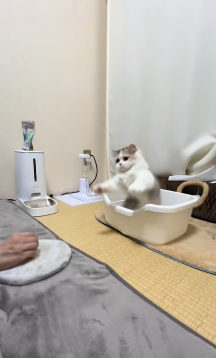 トイレの中で立って両前足を前に伸ばしている子猫