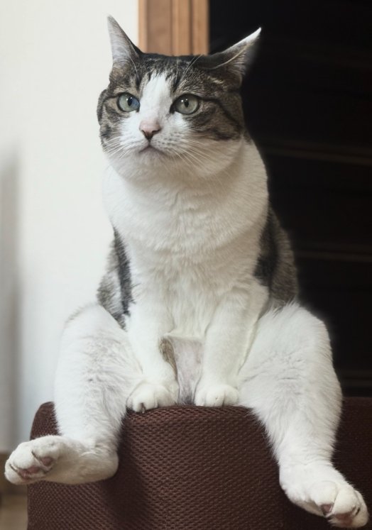 後ろ足を投げ出してスツールの上でお座りしている猫(アップ)