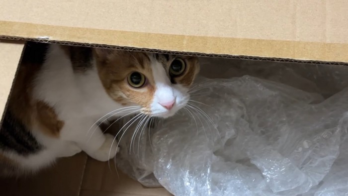 まよ「ダンボールの中が落ち着く」