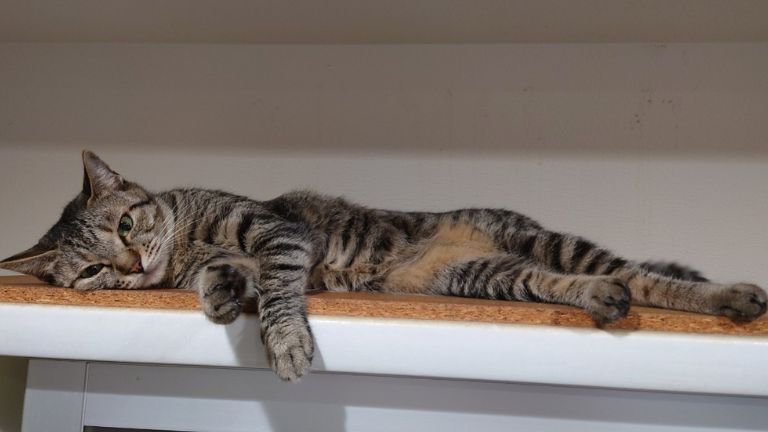 くつろいでいる猫