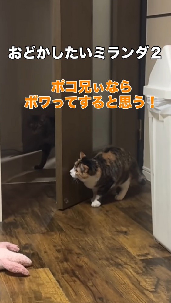 キジトラ猫がやってくるのを待ち構える三毛猫