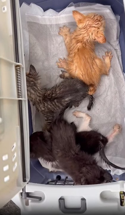 キャリーに入った4匹の子猫