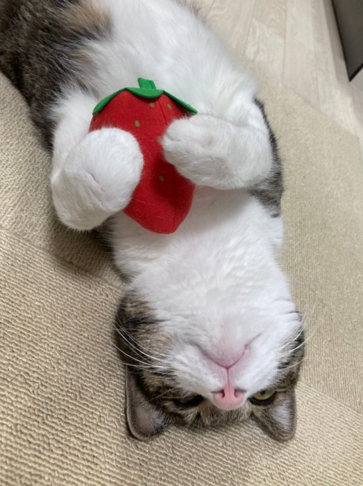 いちごを抱く猫