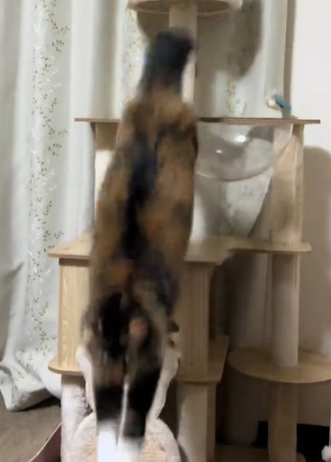 キャットタワーから飛び降りる猫