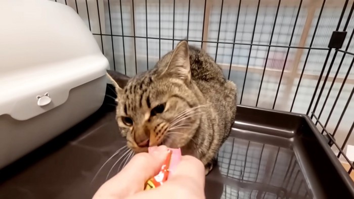 おやつを食べる猫