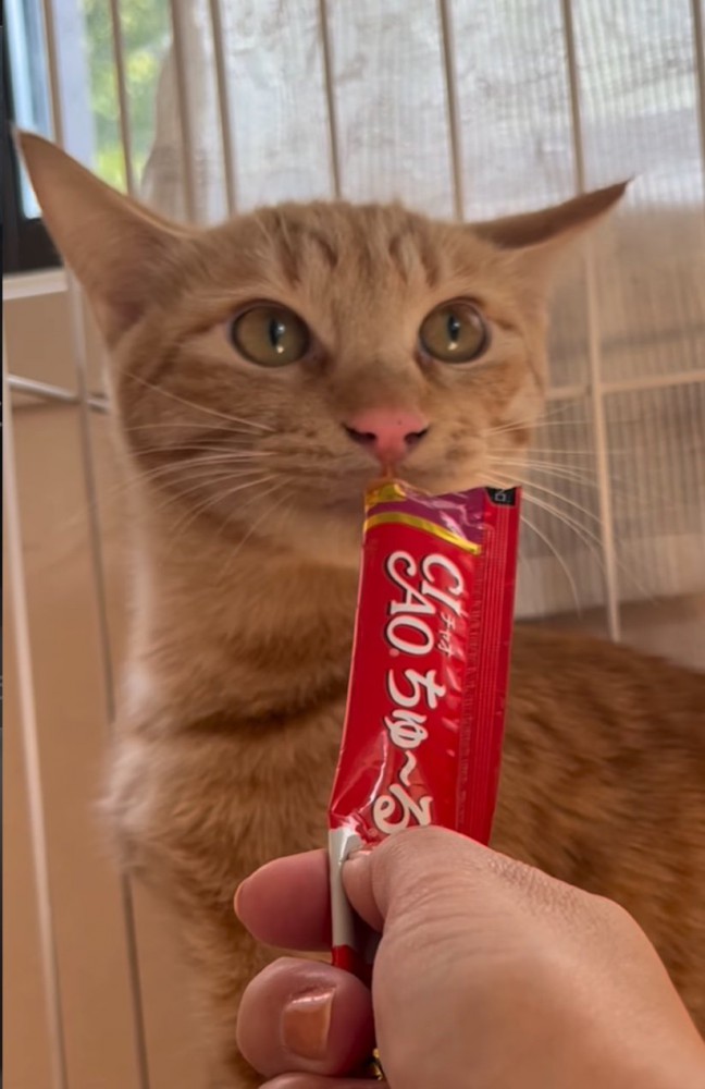 戸惑い固まる猫