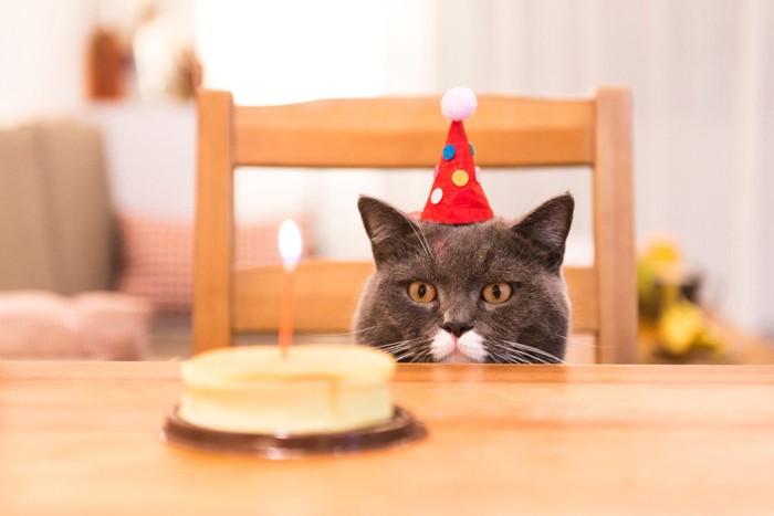 バースデイケーキと猫