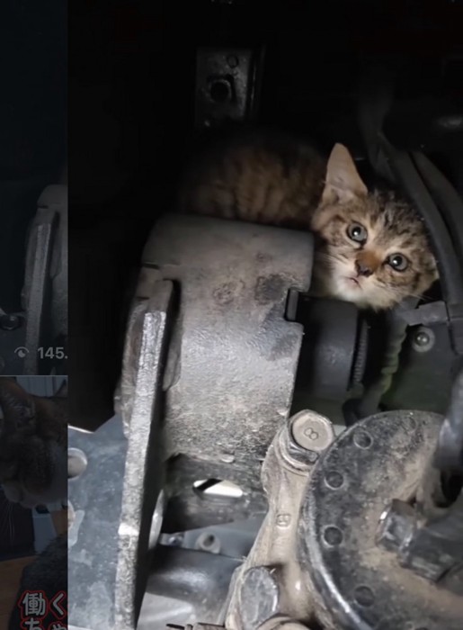 不安そうな子猫2