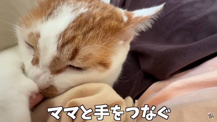 猫と手をつなぐ人間