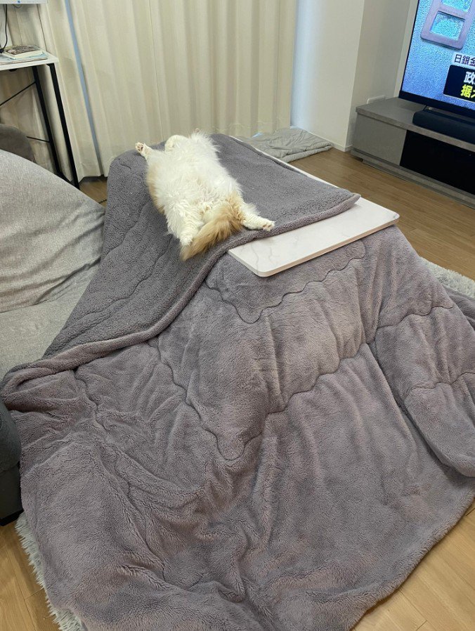 テーブルの上で寝る猫