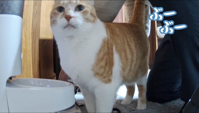 給餌器の前に経つ猫