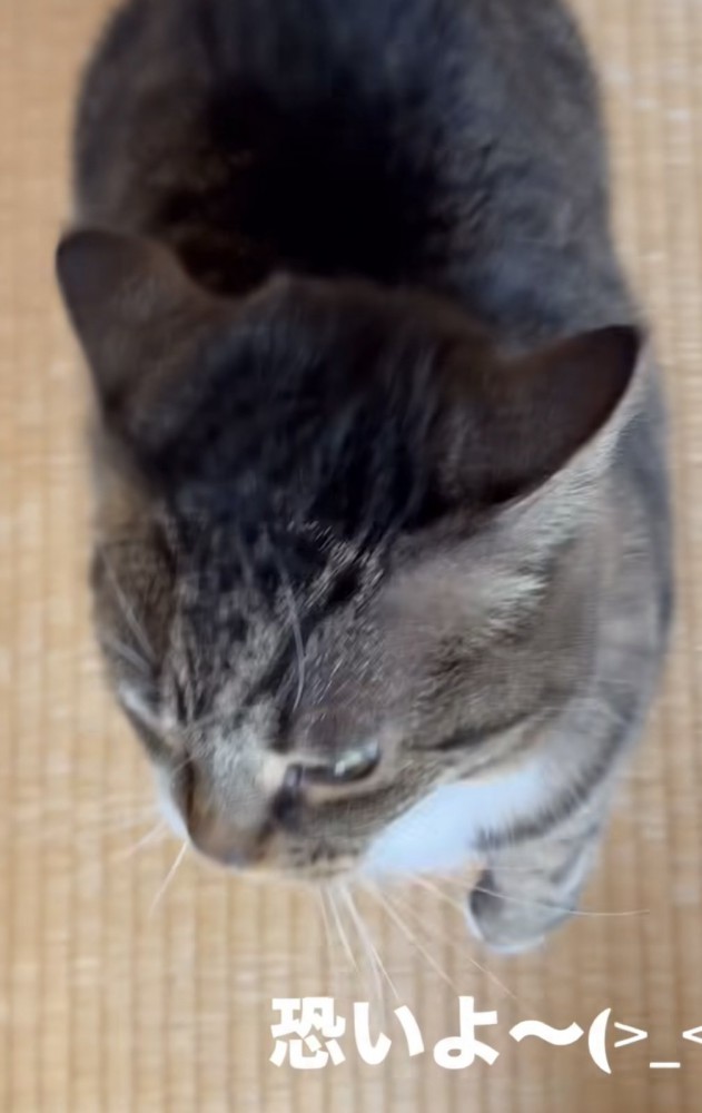 「怖いよ~」のテロップ写真