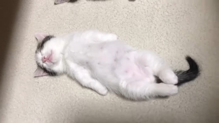 豆大福くんのアップ