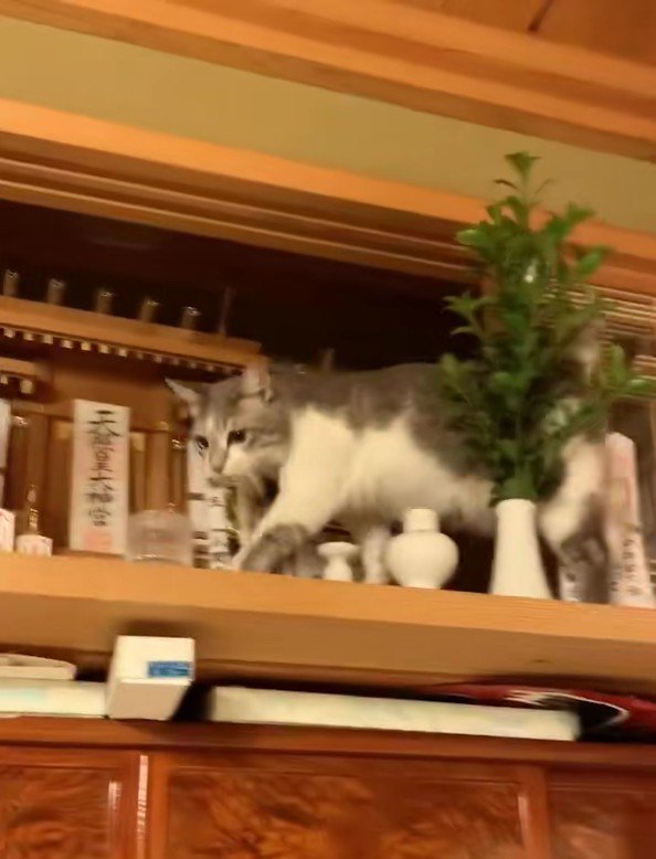 神棚の猫