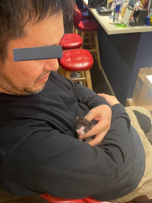 抱っこされる子猫