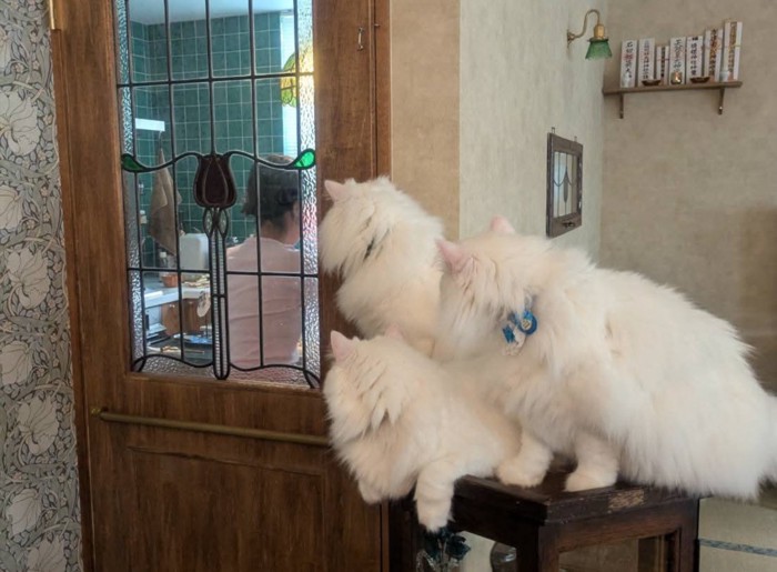 3匹の猫