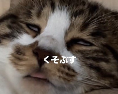 猫に見えない猫