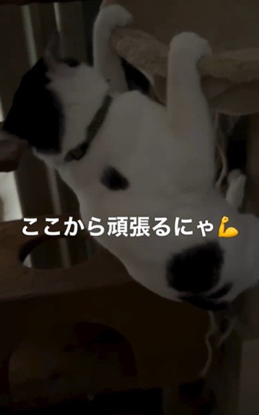 ハンモックに掴まっている猫