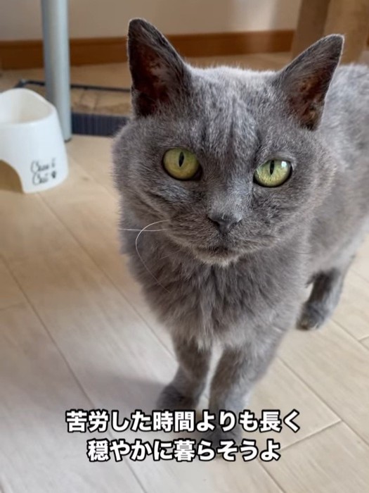 立ってカメラ目線の猫