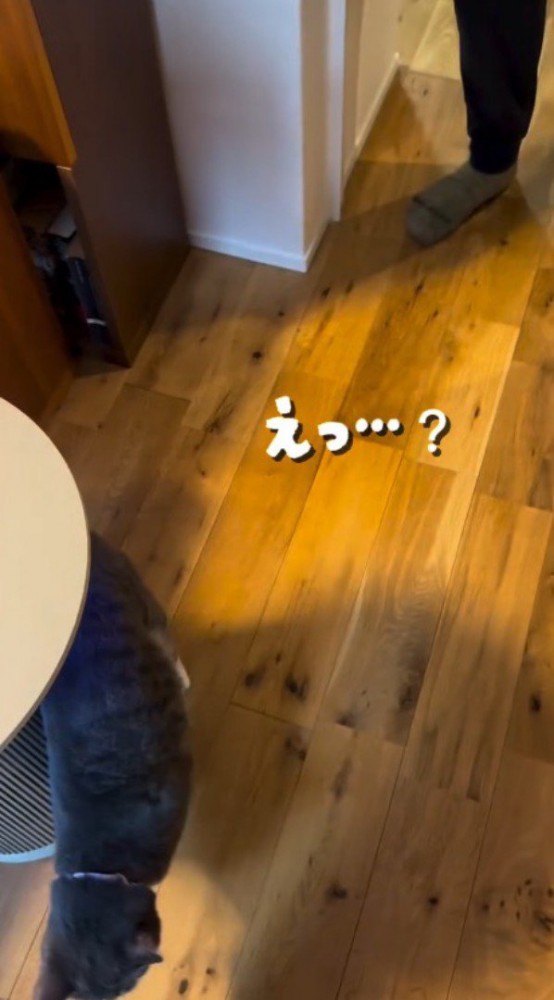 倒れずに歩き出す猫を見て、驚いた声をあげる女性