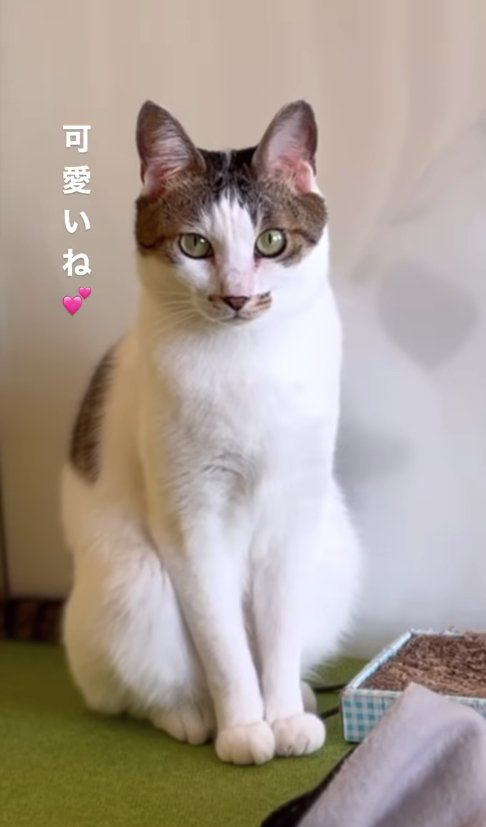 お座りをしているキジ白