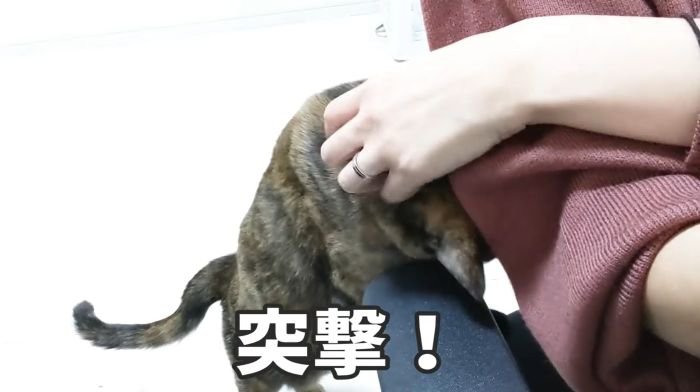 突撃するももちゃん