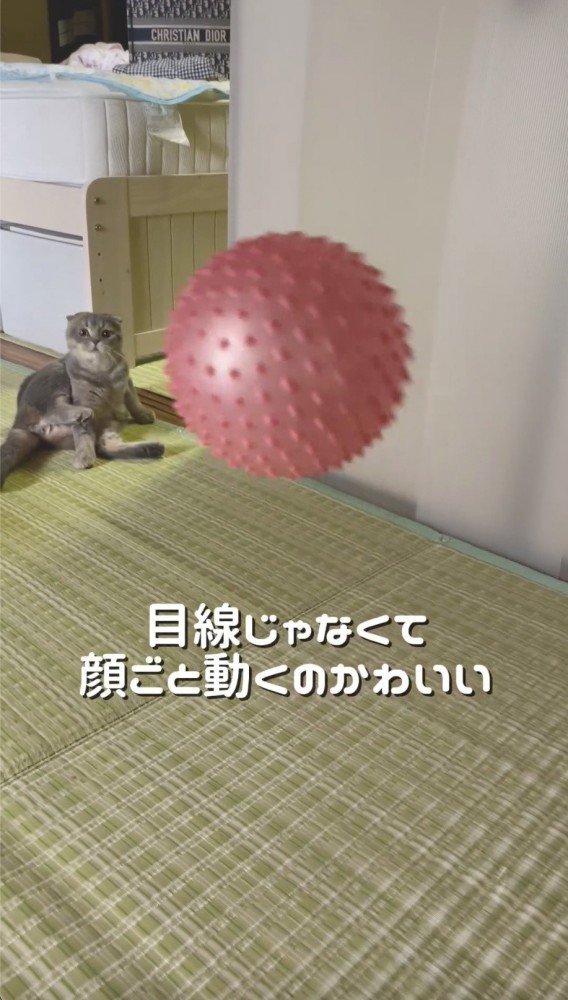 目でボールを追いかける猫