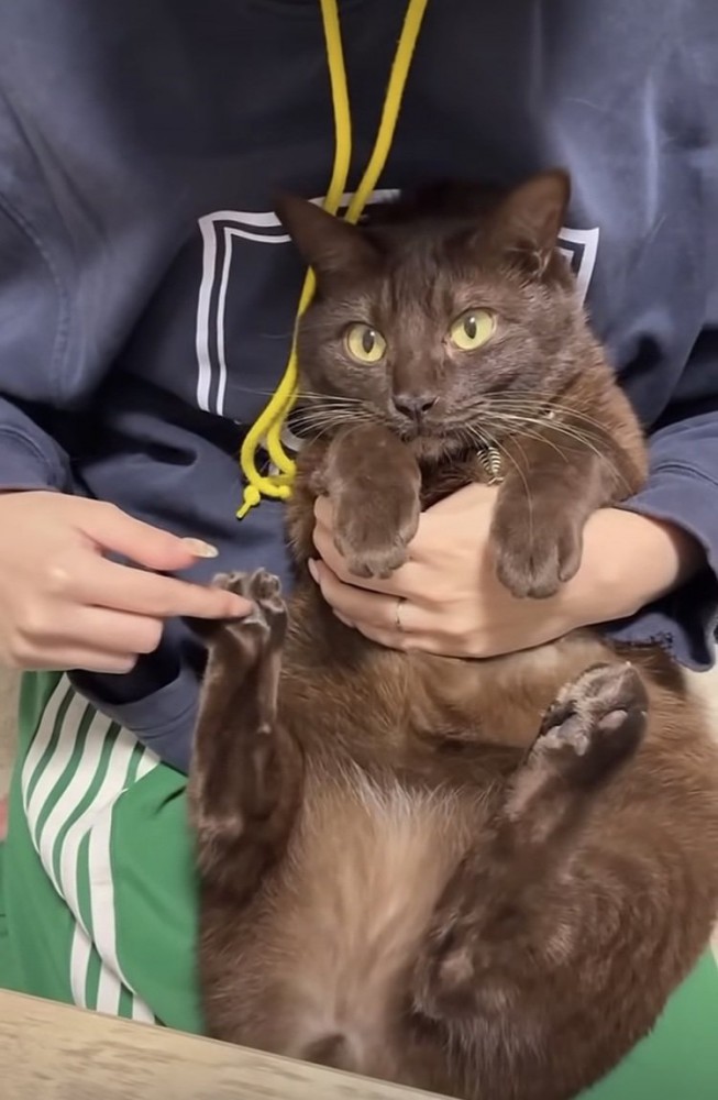 飼い主に肉球をこそばされる保護猫