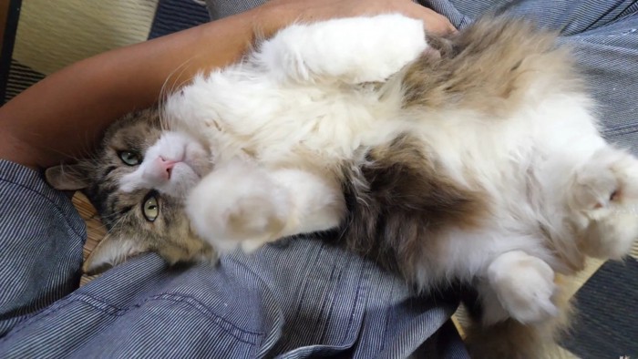 飼い主の膝の上で寝転んで右手を上げる猫