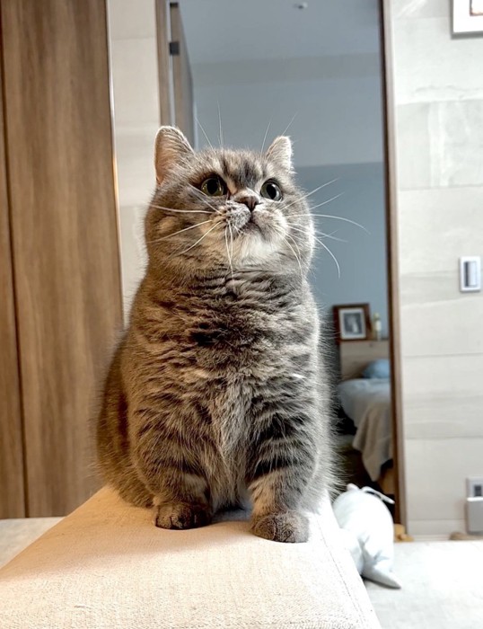 何かを見つめるシルバーの猫