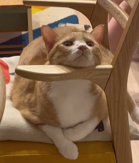 椅子のひじかけに頭をのせている猫