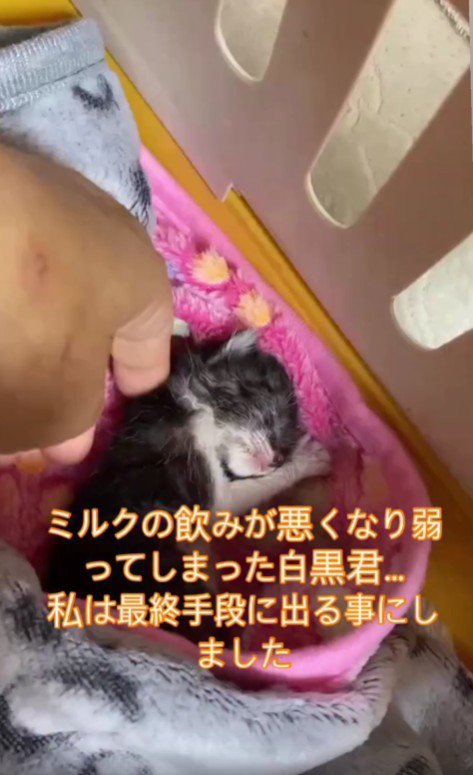 ぐったりしている子猫