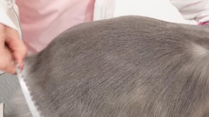 コームでとかされる猫