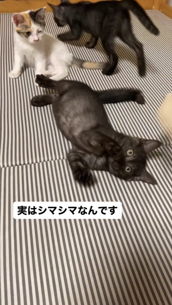 遊ぶ子猫