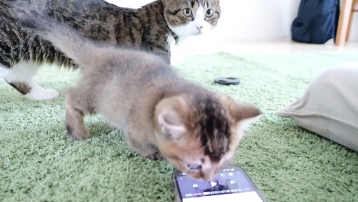 スマホに近付く子猫と見守るパパ猫