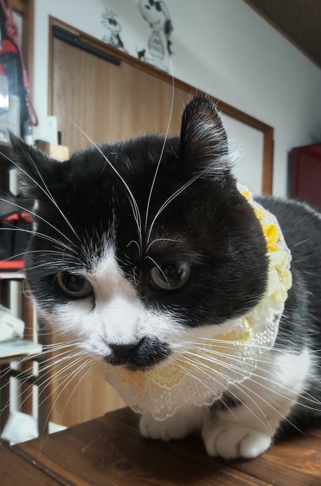 ハチワレ猫の顔