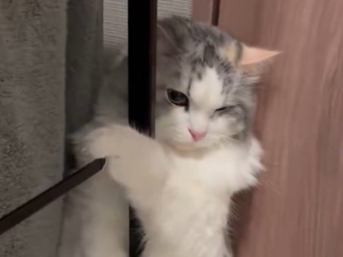 ドライヤーの風で顔をしかめる猫