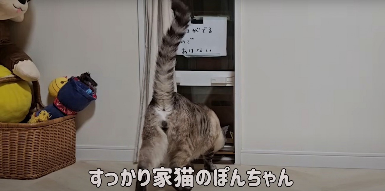 猫うしろ姿