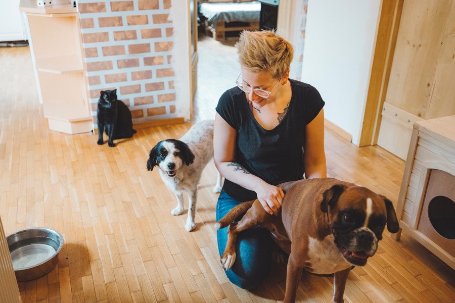 女性の元へ近づく犬と、離れている猫