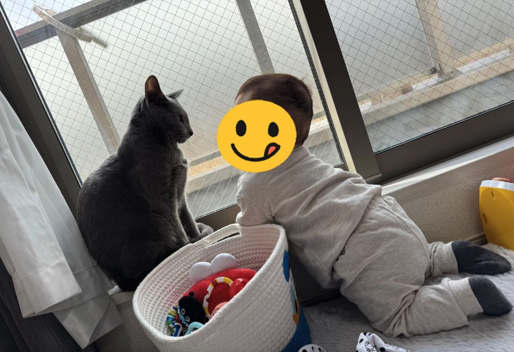 窓際で赤ちゃんを見つめる猫