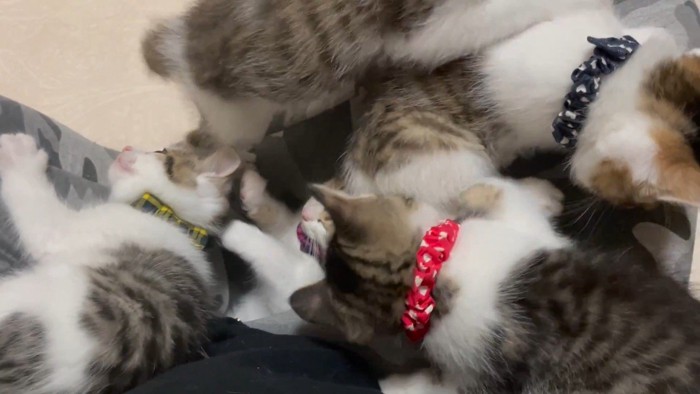 埋もれる子猫