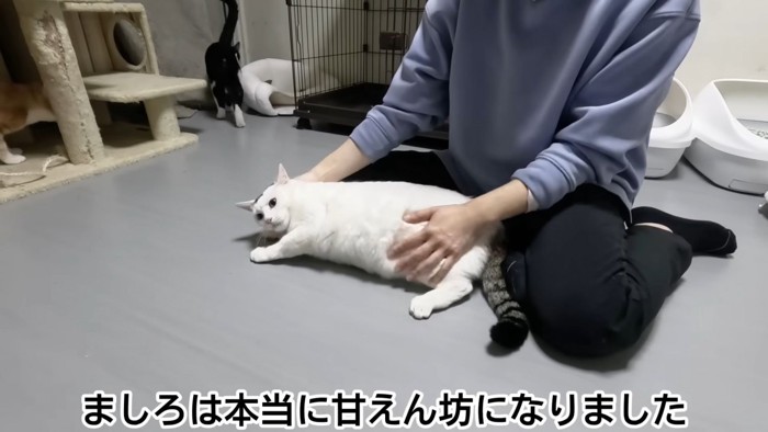 テロップ「ましろは本当に~」