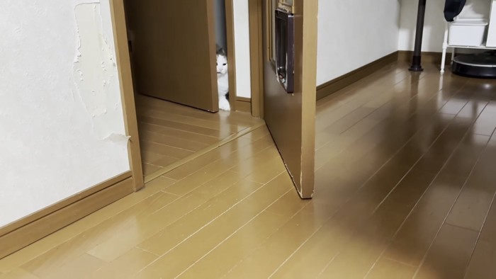 ドアを顔で開ける猫の写真