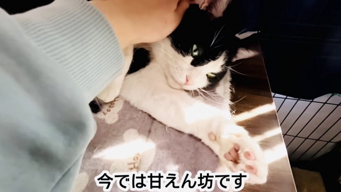 ケージの中でなつさんに頭を撫でられるハチワレ