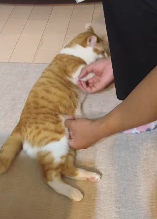 横になる猫に触れる次男